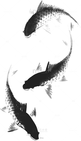 黑白鲤鱼