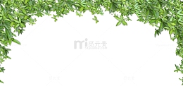 绿叶背景