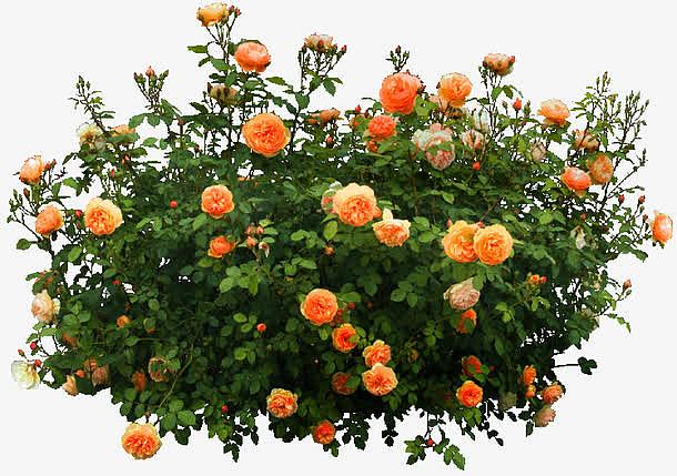 橘色花丛花园装饰图案