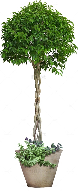 大树绿叶盆栽