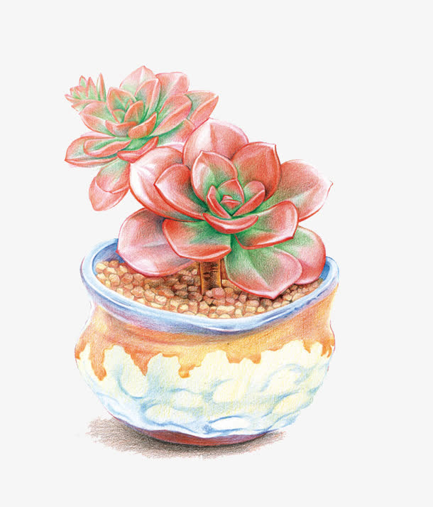 盆中的多肉植物