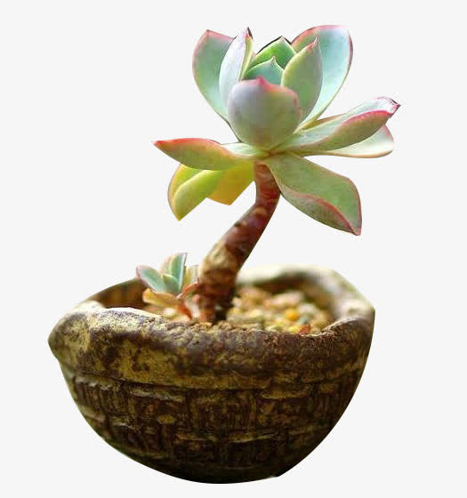 多肉植物黄丽图片素材