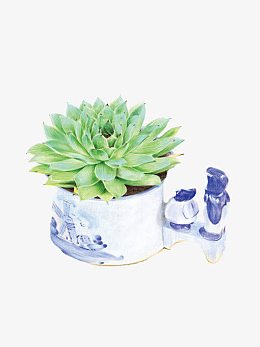 多肉植物