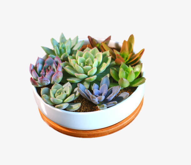 多肉植物组合盆栽素材免费下载_觅元素