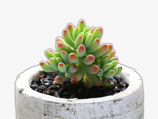 多肉,盆栽,多肉植物,植物,绿色,装饰,花,花盘[声明] 觅元素所有素材