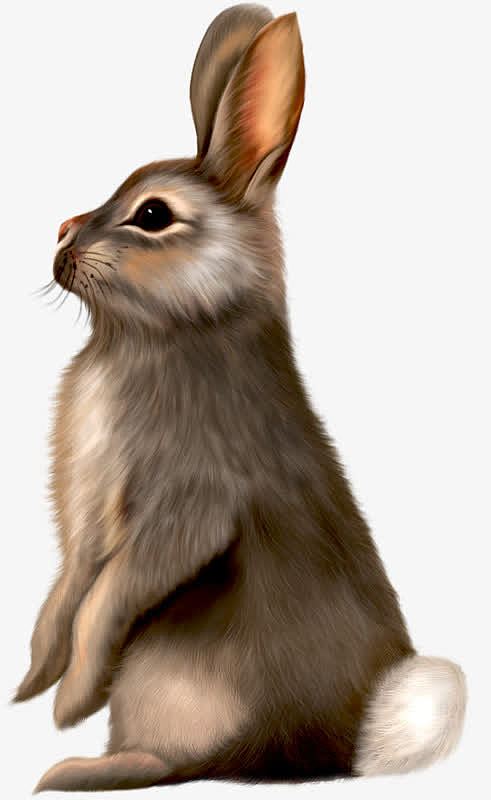 鼠绘的长耳朵棕灰色兔子