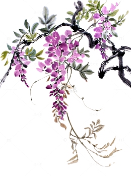 水墨紫藤花图片素材