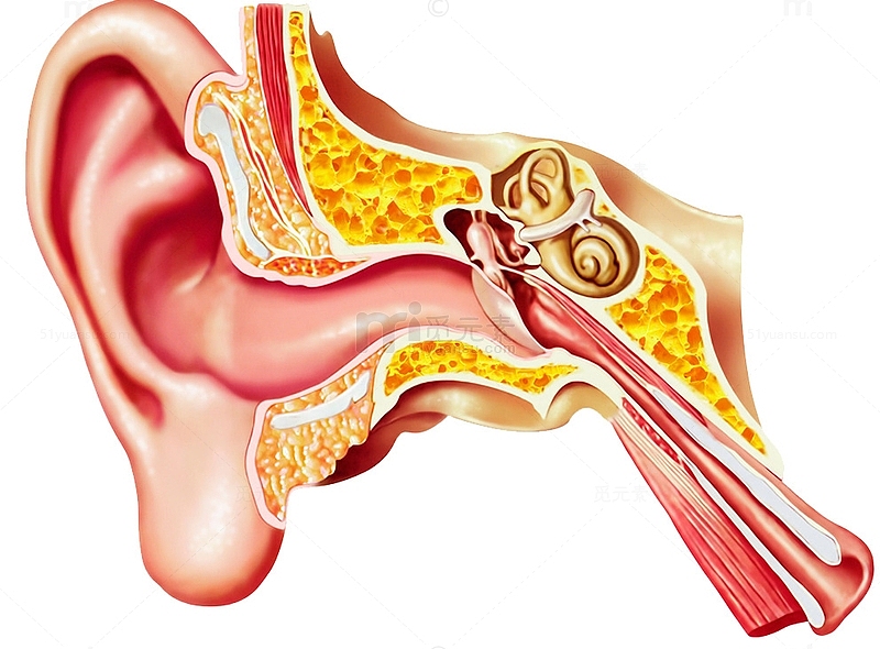 耳朵结构图片