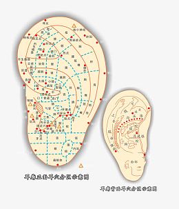 人耳朵穴位分布