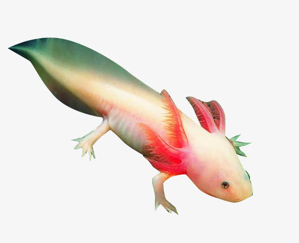 关键词 : 红耳朵,爬行,长尾巴,乳白色小鱼[声明] 觅元素所有素材为