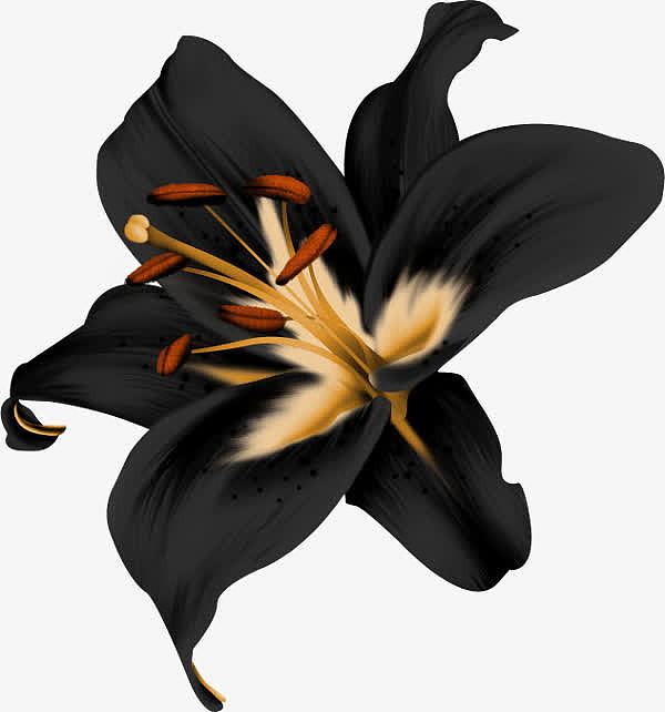 黑色百合花