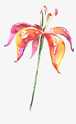 紫红水彩画花插画