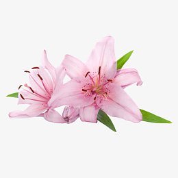 粉色百合花