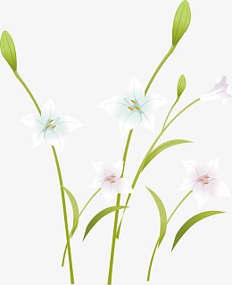 清新淡雅百合花