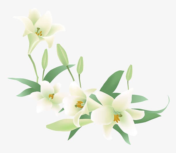 白色的百合花
