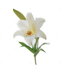 花卉