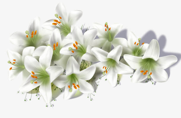 一丛白色百合花素材免费下载_觅元素