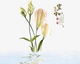 家和百合花