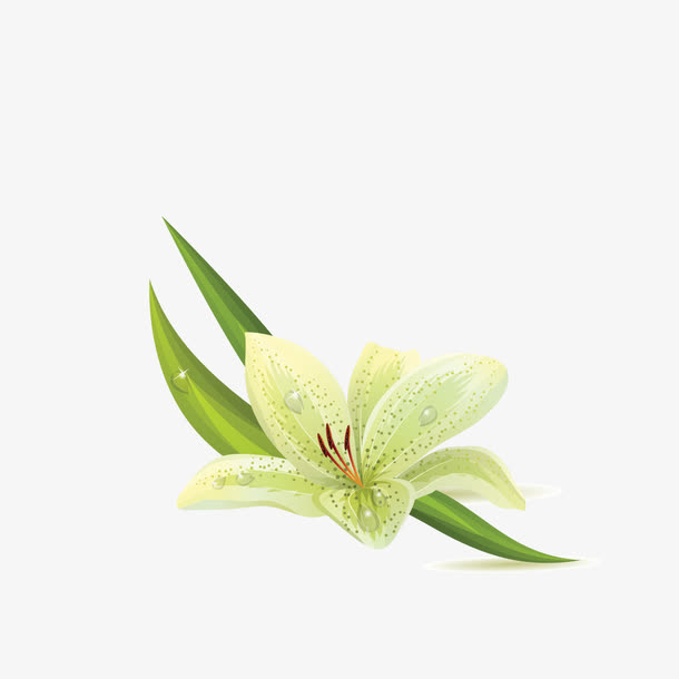 百合花素材免费下载_觅元素