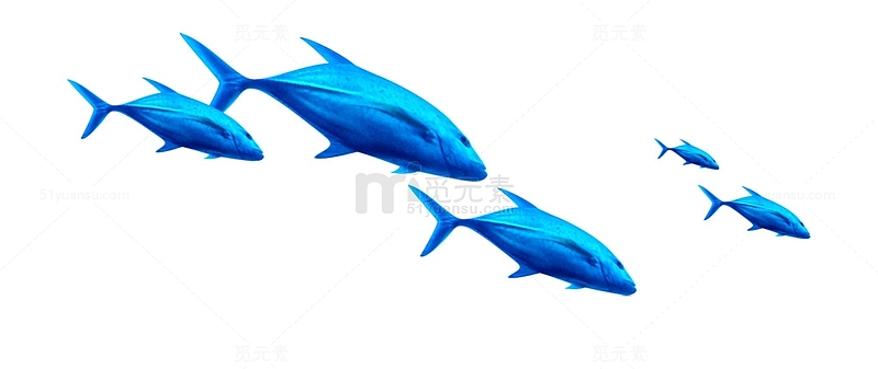 蓝色鱼群