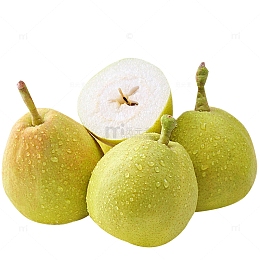现摘新鲜酥梨