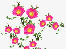 刺梨花朵