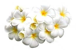 鸡蛋花