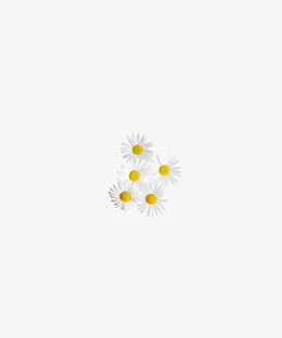 花卉