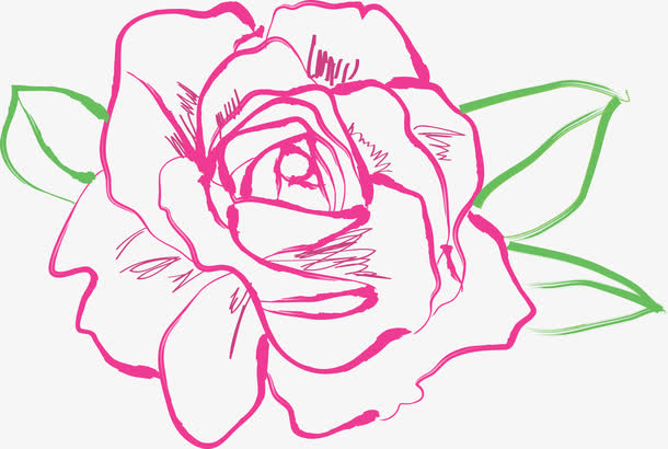 玫瑰绘制矢量