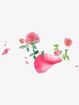 红色月季花绿色枝叶