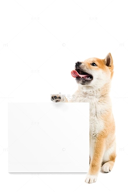 拿着画板的狗