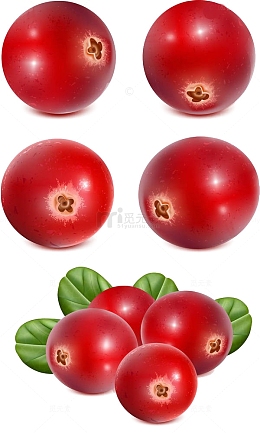 蔓越莓