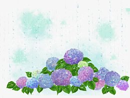 光晕下的各色绣球花