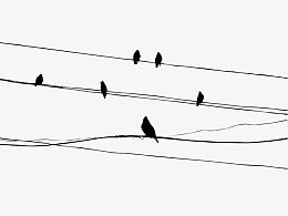 电线上的小鸟