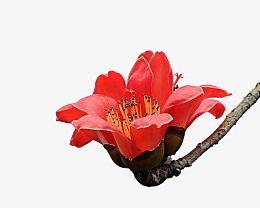 木棉花枝
