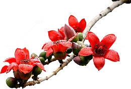 木棉花