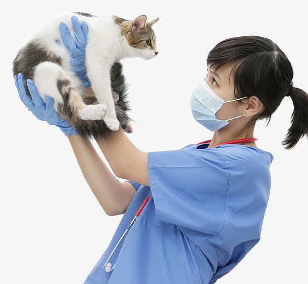 小猫兽医