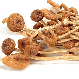 茶树菇素材