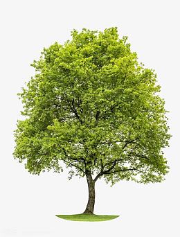 青色大树 高清免扣素材