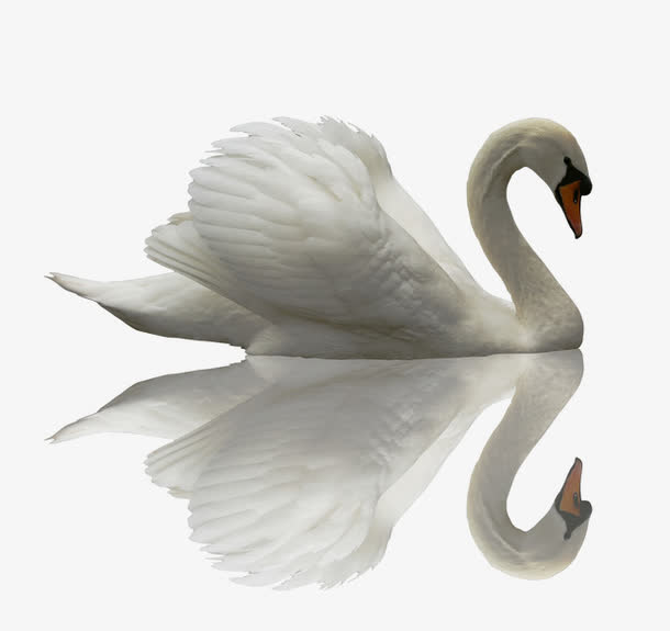 美丽的天鹅免抠素材免费下载_觅元素51yuansu.com