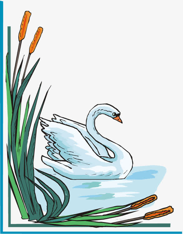 白天鹅图片