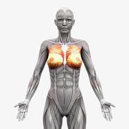 人体肌肉组织分布