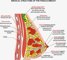 女性乳房结构分析图