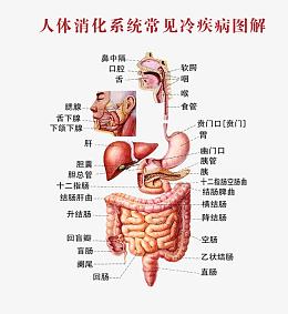 人体系统消化图
