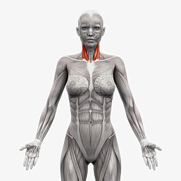 人体肌肉组织分布