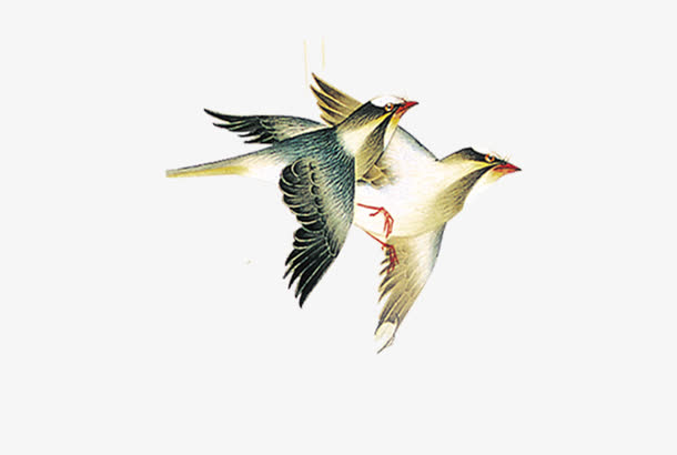 手绘喜鹊