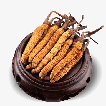 道地虫草冬虫夏草药材