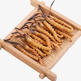 中药冬虫夏草