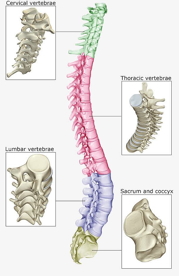 人体骨头结构