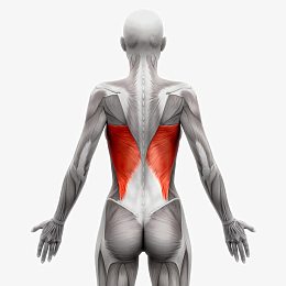人体肌肉组织分布